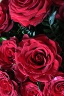 Red Roses Background Red Rose