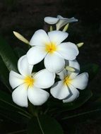 tropical plumeria flowers
