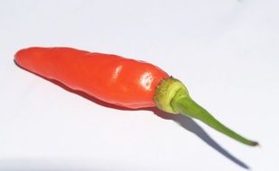 isolated red chili pepper