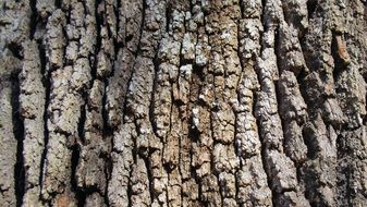 Live Oak Tree Bark Brown Grey