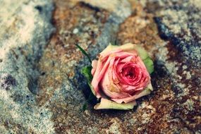 withered rose flower in the stone
