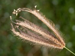 closeup view of flower in the form of an ear in the garden