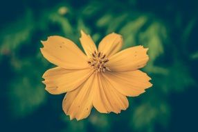 yellow flower on a dark green background
