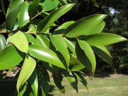 Beautiful Foliage Branch