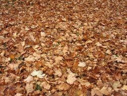 autumn maple leaves on ground