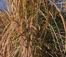 Grass Ornamental Plant Nature