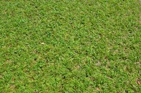 background with green lawn