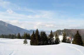 green firs on the mountain with snow