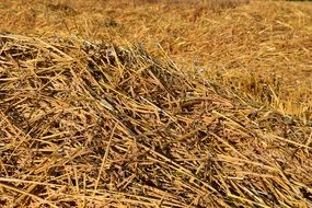 Background Straw Harvested Dry