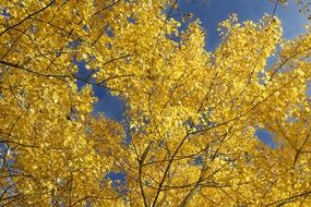 Nature Leaves Autumn