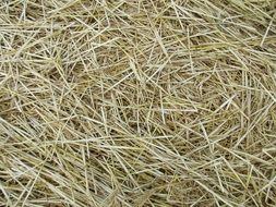 Straw Texture Agriculture