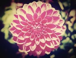 wallpaper with decorative garden flower