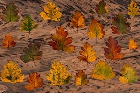 autumn foliage composition
