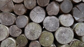 Old Wood Stack Annual Rings