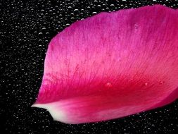 wallpaper with magenta flower petal