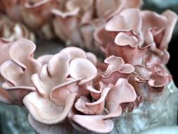 Mushroom Food Tasty Fresh
