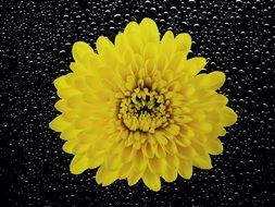 yellow chrysanthemum in the black wet background
