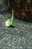 Jasmine Flower Sidewalk Rain Wet