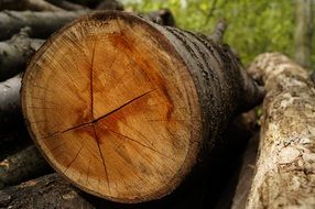 Wood Log Stump Forest Plant