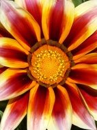 Flower Colors Detail Pollen