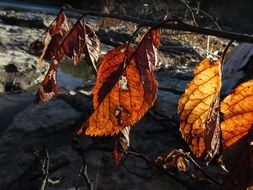 Fall Leaves Autumn Nature Old