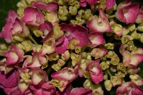 Hydrangea Close Background