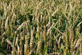 Wheat Wheat Field Background
