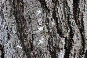 Texture Tree Nature Bark Trunk