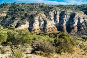 olive trees near the cliff