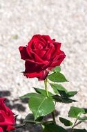Texture Flower Petals Red Rose