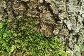 Bark Tree Bark Moss Background