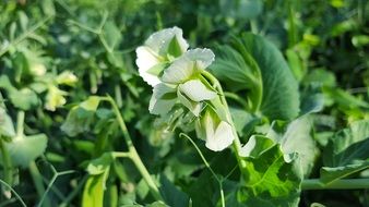 Peas Peas Flowers Vegetables