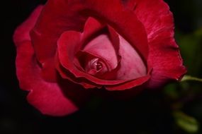 Rose Red Blossom Bloom Close