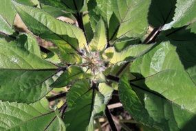 Sunflower Bud Flower Sun