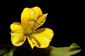 Iris Blossom Bloom Yellow