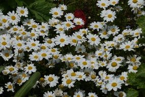 Daisy Flowers White Spring