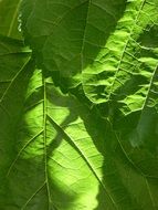 Leaves Background Texture