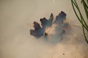 Leaf Water Natural Wet Floating