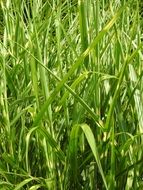 wallpaper with long green grass