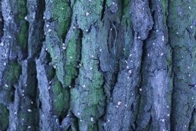 Tree Background Texture