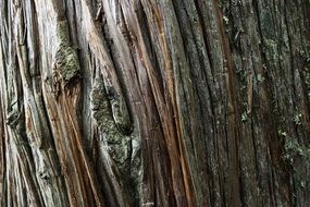 Cedar Tree Trunk Wood Texture