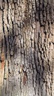 sunlight on a tree trunk