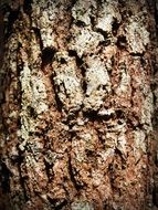 tree bark with large cracks close-up