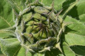 Bud Sun Flower Green Close