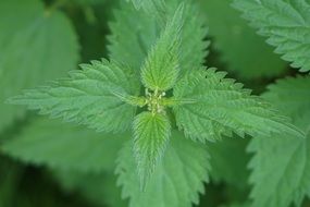 wallpaper with stinging nettle