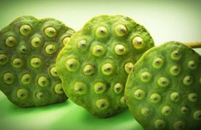 three lotus seed heads