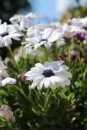 Flower Flowers Natural White
