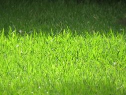 Grass Green Nature Lawn Texture