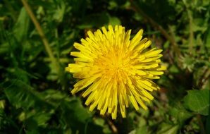 Dandelion Macro Plant Yellow