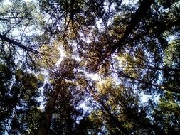 Trees Stone Pine Forest Nature